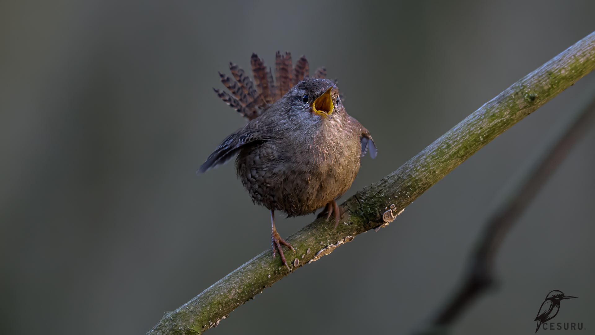 Eurasian Wren